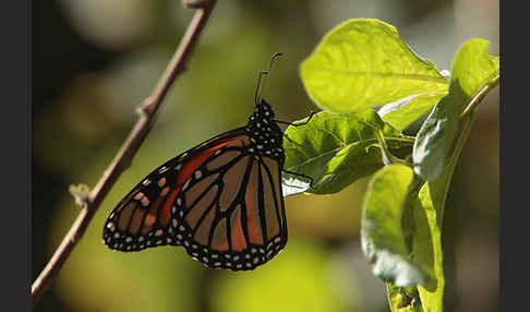 Monarchfalter (Danaus plexippus)