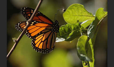 Monarchfalter (Danaus plexippus)