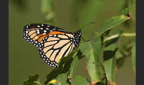 Monarchfalter (Danaus plexippus)