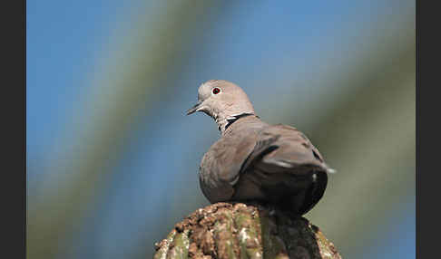 Türkentaube (Streptopelia decaocto)