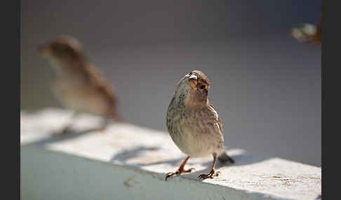 Weidensperling (Passer hispaniolensis)