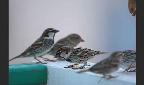 Weidensperling (Passer hispaniolensis)