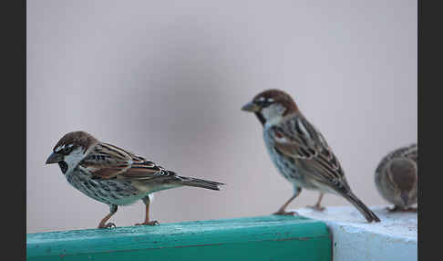 Weidensperling (Passer hispaniolensis)