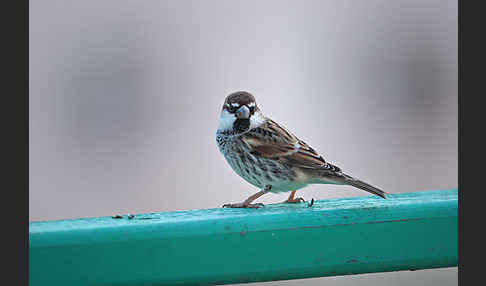 Weidensperling (Passer hispaniolensis)