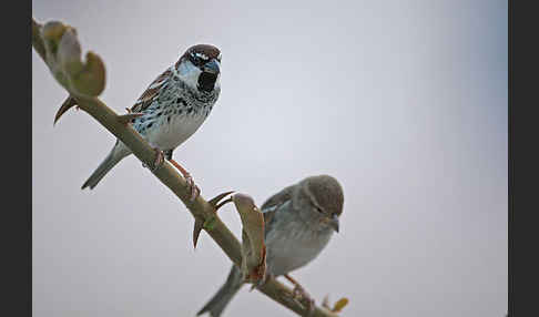 Weidensperling (Passer hispaniolensis)