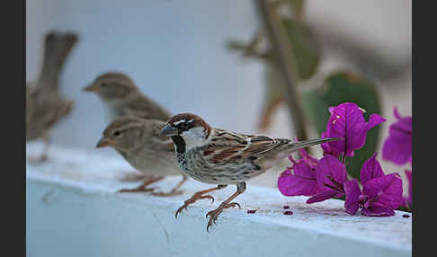 Weidensperling (Passer hispaniolensis)