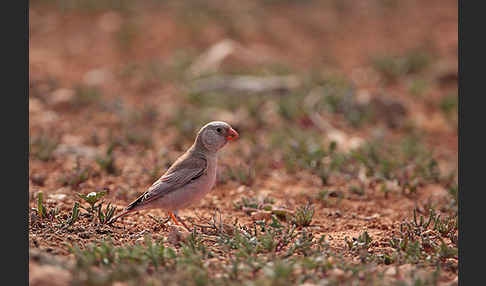 Wüstengimpel (Bucanetes githagineus)