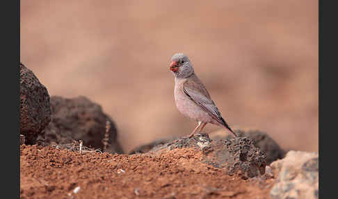 Wüstengimpel (Bucanetes githagineus)