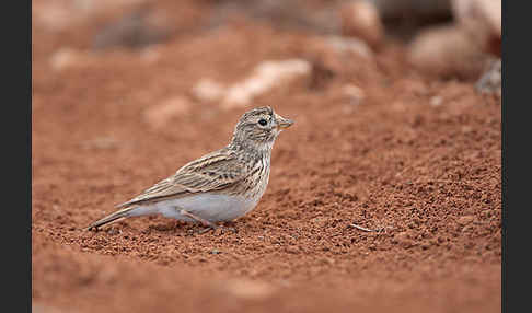 Stummellerche (Calandrella rufescens)