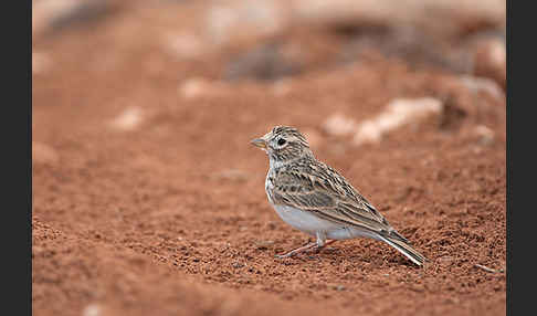 Stummellerche (Calandrella rufescens)