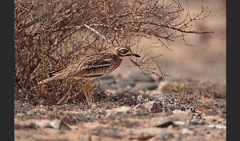 Triel (Burhinus oedicnemus)