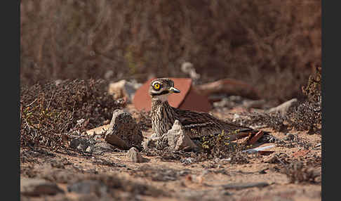 Triel (Burhinus oedicnemus)