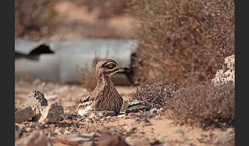 Triel (Burhinus oedicnemus)