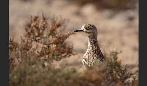 Triel (Burhinus oedicnemus)