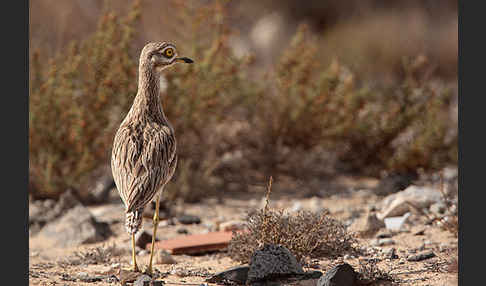 Triel (Burhinus oedicnemus)