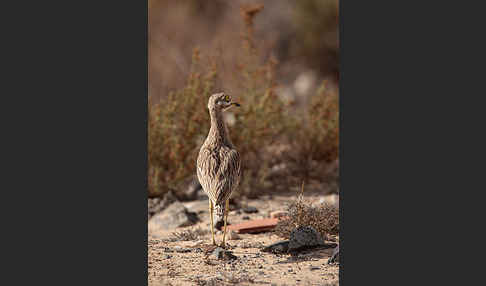 Triel (Burhinus oedicnemus)