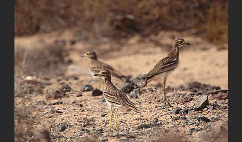 Triel (Burhinus oedicnemus)