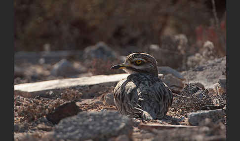 Triel (Burhinus oedicnemus)