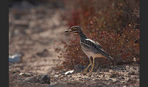 Triel (Burhinus oedicnemus)