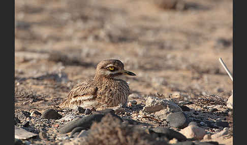 Triel (Burhinus oedicnemus)