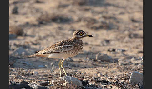 Triel (Burhinus oedicnemus)