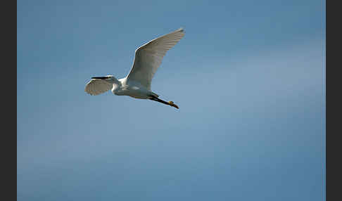 Seidenreiher (Egretta garzetta)