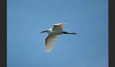 Seidenreiher (Egretta garzetta)