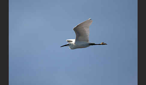 Seidenreiher (Egretta garzetta)