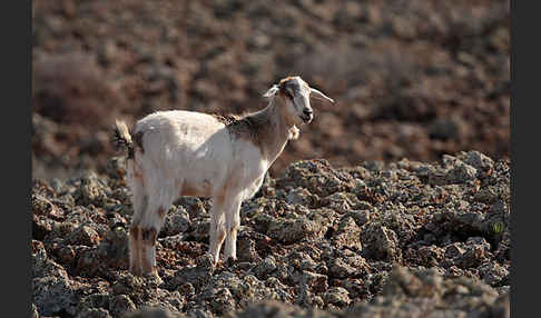 Hausziege (Capra aegagrus hircus)