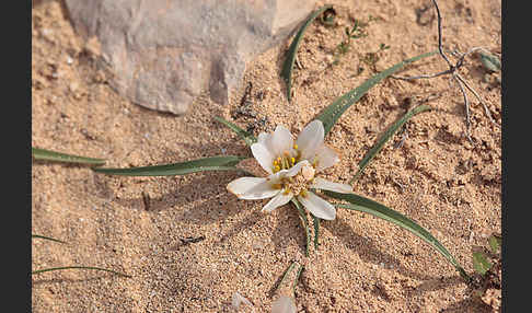 Sandlilie (Androcymbium psammophilum)