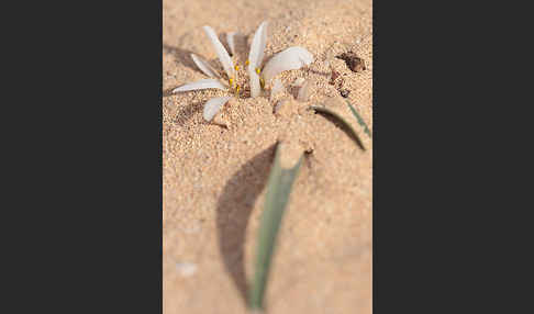 Sandlilie (Androcymbium psammophilum)