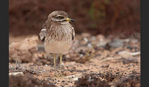 Triel (Burhinus oedicnemus)