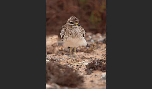 Triel (Burhinus oedicnemus)