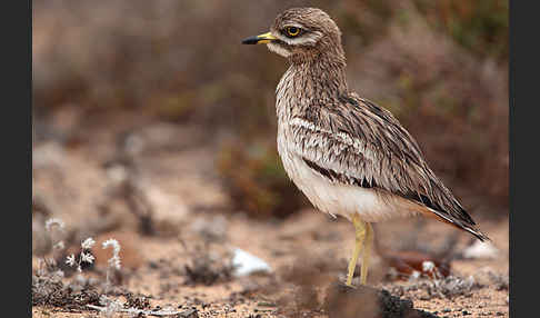 Triel (Burhinus oedicnemus)