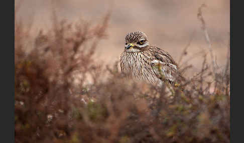 Triel (Burhinus oedicnemus)