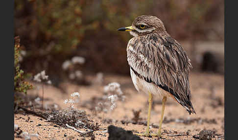 Triel (Burhinus oedicnemus)