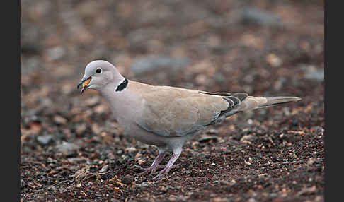 Türkentaube (Streptopelia decaocto)