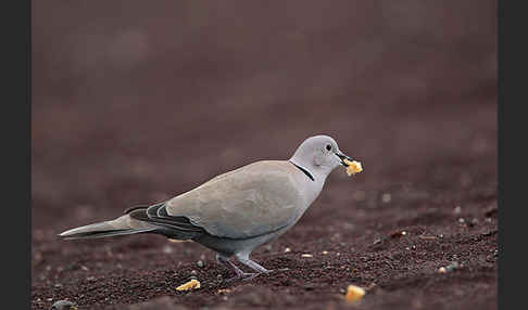 Türkentaube (Streptopelia decaocto)