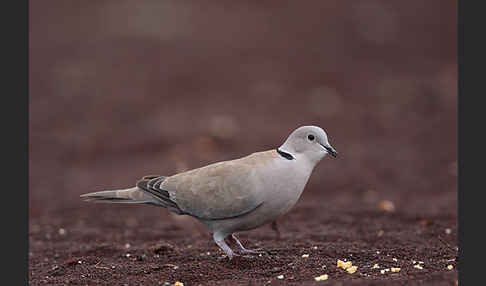 Türkentaube (Streptopelia decaocto)