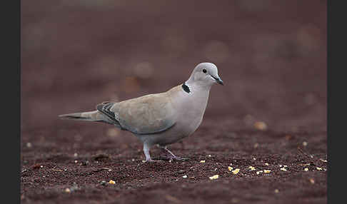 Türkentaube (Streptopelia decaocto)