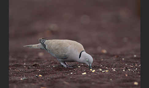 Türkentaube (Streptopelia decaocto)