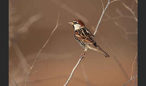 Weidensperling (Passer hispaniolensis)