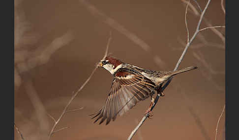 Weidensperling (Passer hispaniolensis)