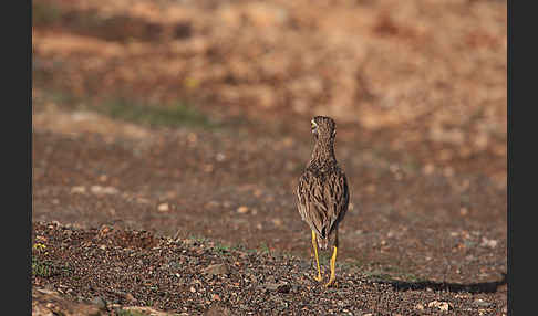 Triel (Burhinus oedicnemus)