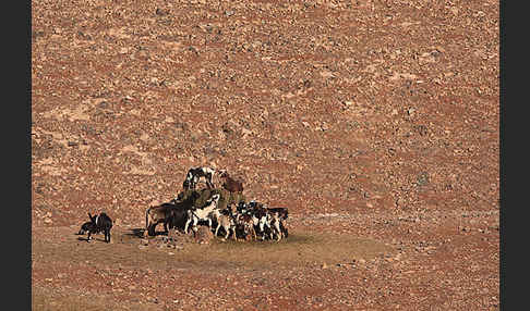 Hausziege (Capra aegagrus hircus)