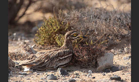 Triel (Burhinus oedicnemus)