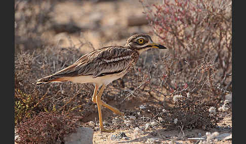 Triel (Burhinus oedicnemus)