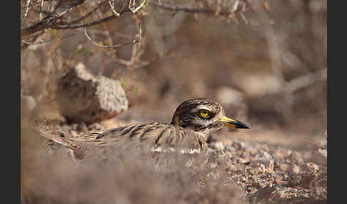 Triel (Burhinus oedicnemus)