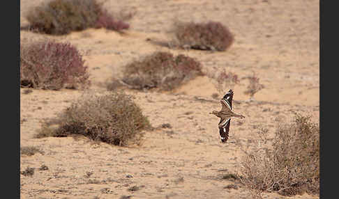 Triel (Burhinus oedicnemus)