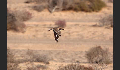 Triel (Burhinus oedicnemus)